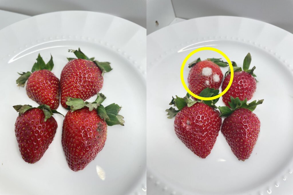 Day 3 - Fresh Strawberries