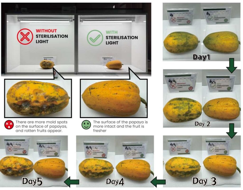 7 Day Papayas