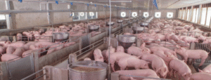 Sterilux Swine Barn Pilot Prospectus
