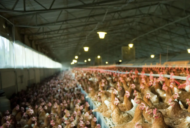 Sterilux Poultry Barn Pilot Prospectus
